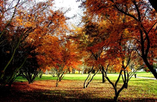 Parc de Rentilly