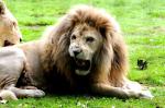 Lion Blanc