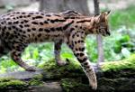 Serval