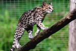 Chat Oncille
