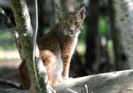 jeune Linx de Sibérie