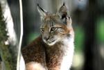 jeune Linx de Sibérie