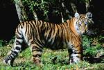 jeune Tigre de Sibérie