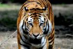 Tigre de Sibérie