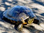 Tortue de Floride