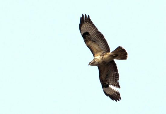 Buse Variable