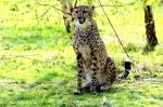 Guépard