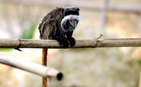 Tamarin Empereur Barbu