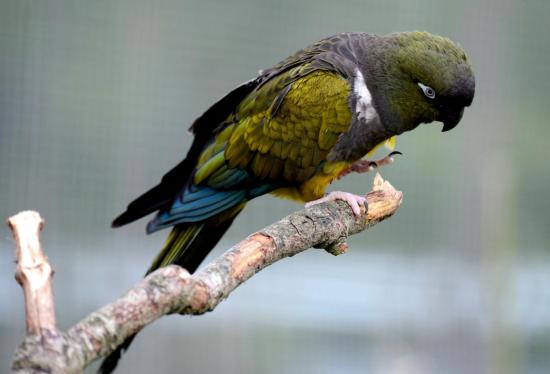 Conure de Patagonie