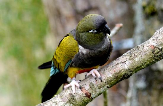 Conure de Patagonie