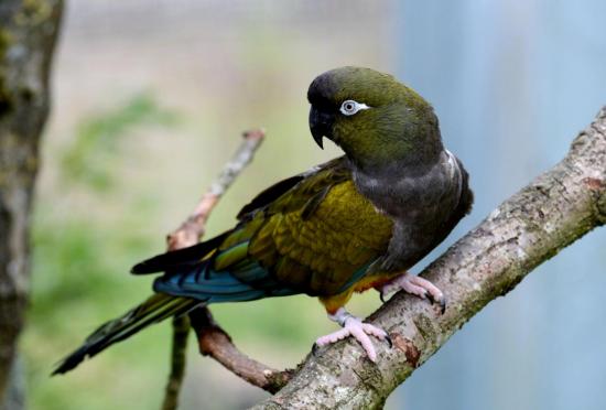 Conure de Patagonie