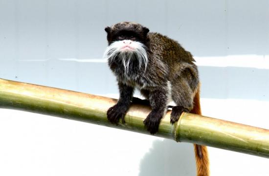 Tamarin Empereur Barbu