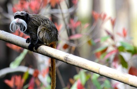 Tamarin Empereur Barbu