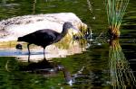 Ibis Falcinelle