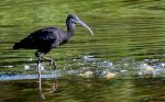 Ibis Falcinelle