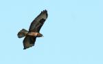 Buse Variable
