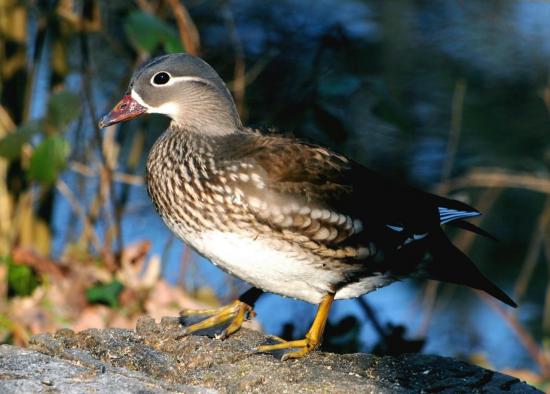 Canard Mandarin