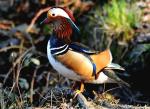 Canard Mandarin