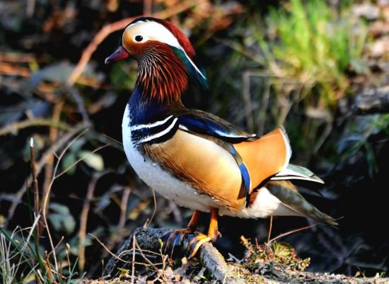 Canard Mandarin