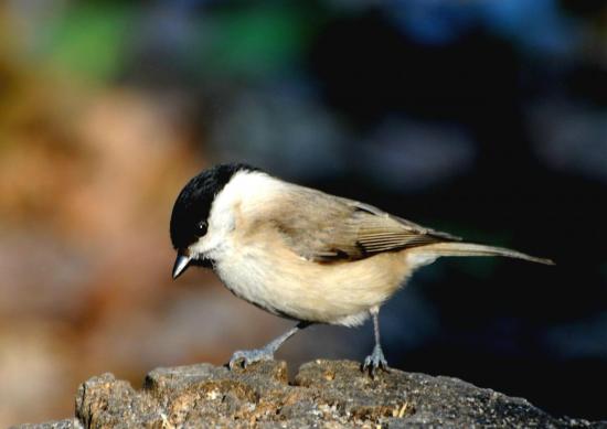 Mésange Nonnette