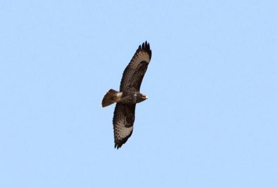 Buse Variable