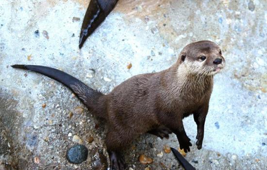 Loutre Cendrée