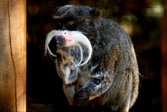 Tamarin Empereur Barbu 