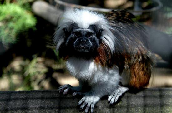 Tamarin Pinche