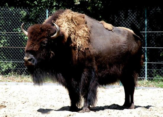 Bison d'Amérique