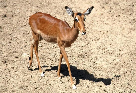 Impala