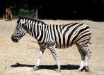 Zebre de Chapman 