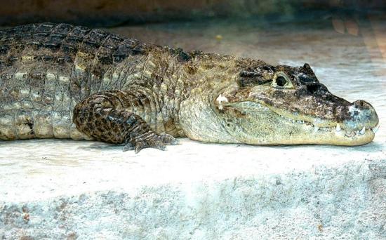 Caiman à Lunette