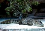 Caiman à Lunette