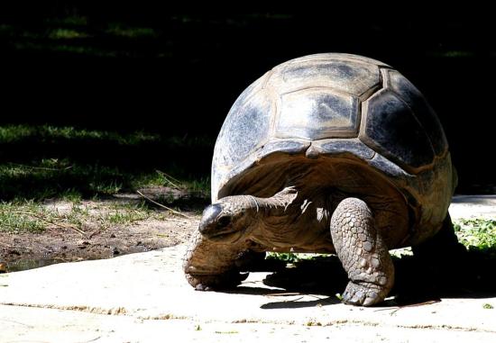 Tortue Géante d'Aldabra