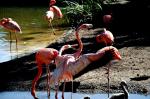 Flamant Rose de Cuba