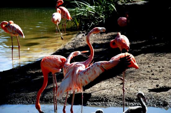 Flamant Rose de Cuba