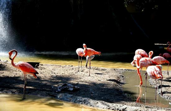 Flamant Rose de Cuba 