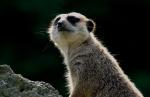 Suricate