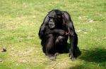 Chimpanzé