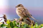 Moineau Domestique
