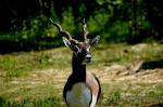 Antilope Cervicapre