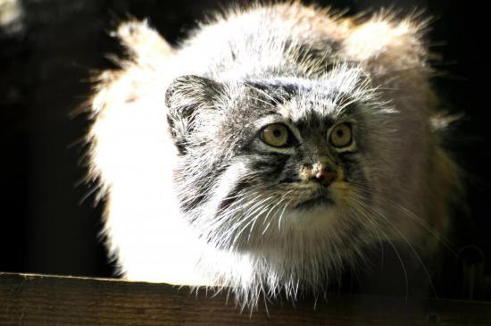 Chat sauvage Manul