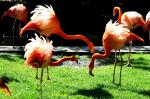 Flamant rose
