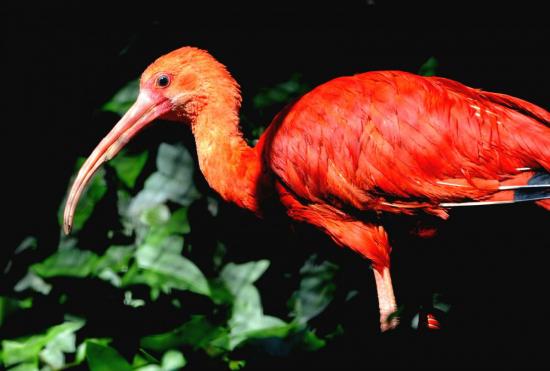 Ibis Rouge