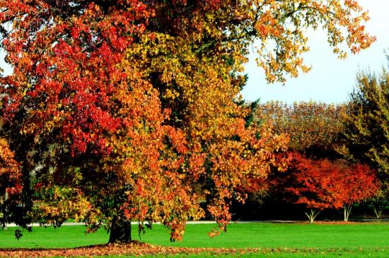 Parc de Rentilly