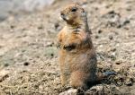 Chien de Prairie