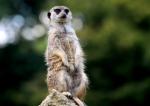 Suricate