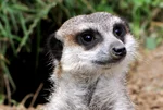 Suricate