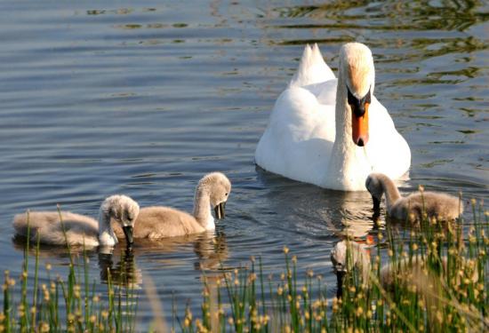 Cygne Tuberculé