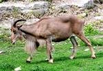 Mouflon à manchettes
